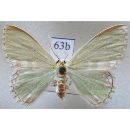 Comibaena bajularia (Denis & Schiffermüller, 1775) Czech63b